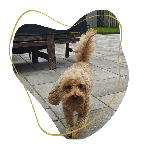 Happy dog walking on a newly completed stone patio after a backyard landscaping project